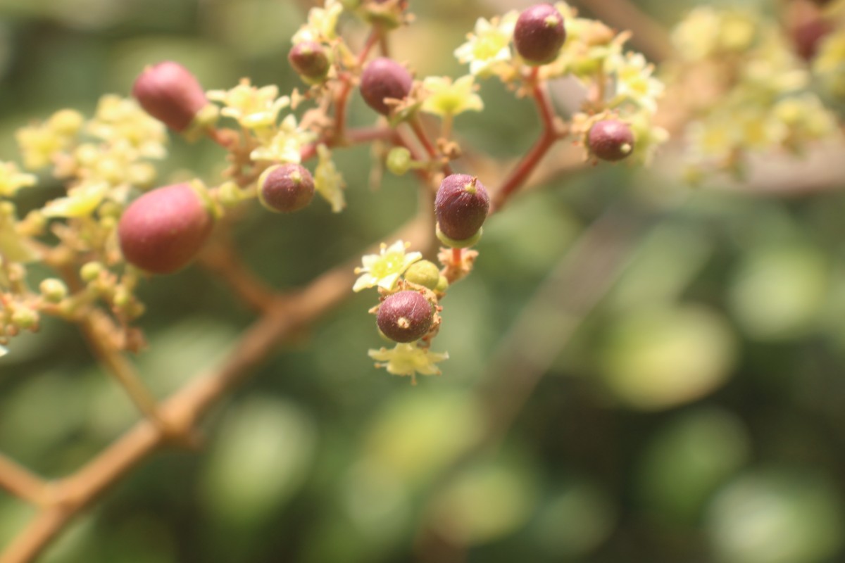 Ziziphus rugosa Lam.